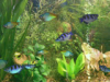 3D Aqua Aquarium Screensaver